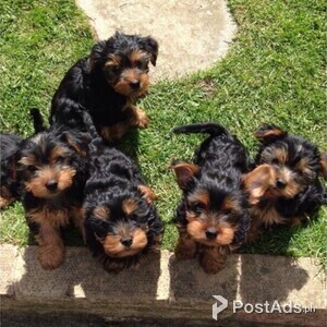 Male and female Yorkie | PostAds PH