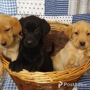 Labrador retriever puppies | PostAds PH