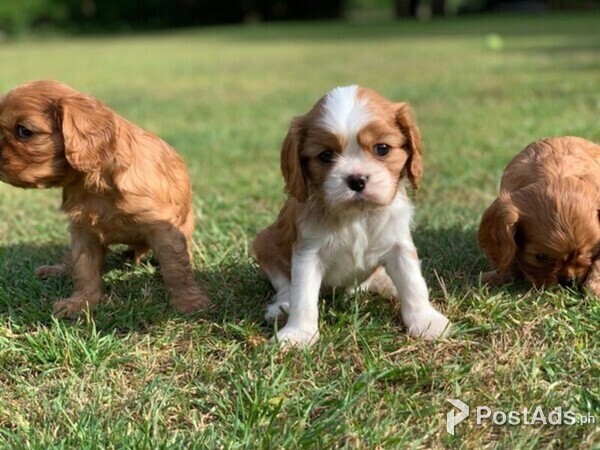  Cavalier King Charles puppy