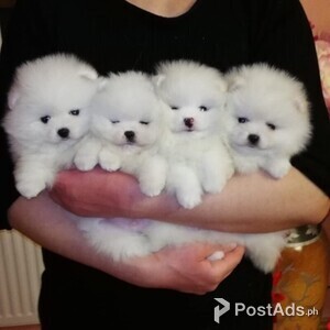 Amazing Pomeranian Puppies Available | PostAds PH