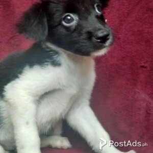 Labrador x Japanse spitz female | PostAds PH