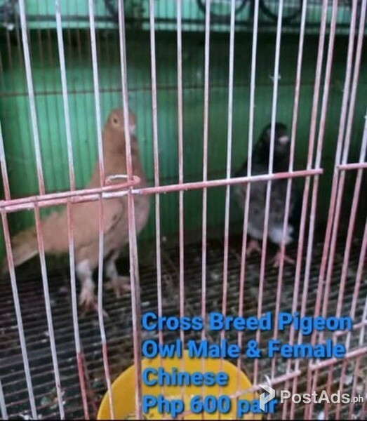  Breed Cross Breed Pigeon Owl Male Chinese & Owl Female 