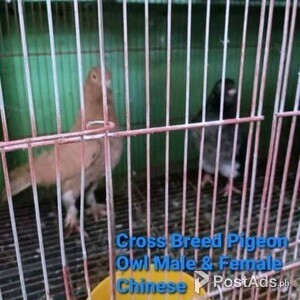 Breed Cross Breed Pigeon Owl Male Chinese & Owl Female | PostAds PH