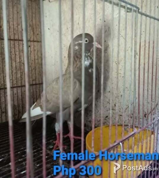 Pigeon Female Horseman 
