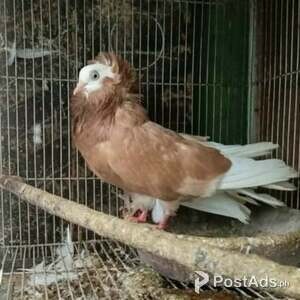 Pigeons Fancy & Racing Pigeon | PostAds PH