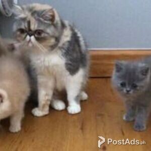 Amazing Persian Kittens | PostAds PH
