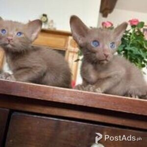 Registered Oriental Kittens | PostAds PH