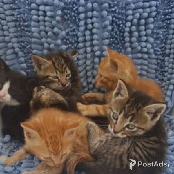 Beautiful Norwegian Forest Kittens