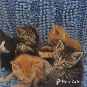 Beautiful Norwegian Forest Kittens | PostAds PH