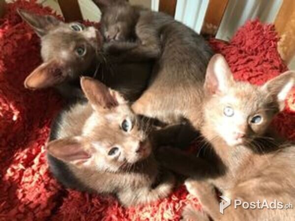 Havana Kittens 2