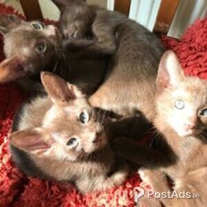 Havana Kittens 2 | PostAds PH