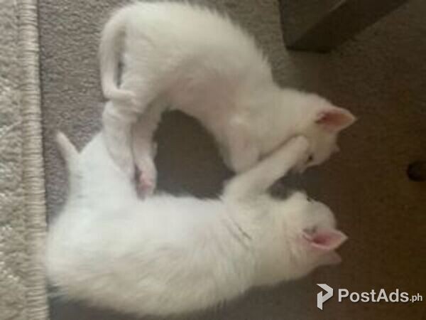 Khao Manee Kittens