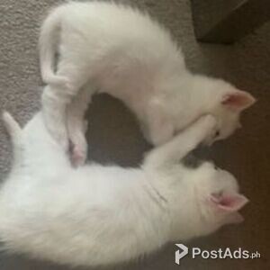 Khao Manee Kittens | PostAds PH