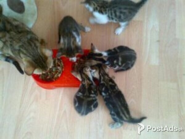 Gorgeous Bengal Kittens Ready Now