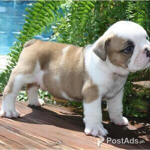 ENGLISH BULLDOG PUPPIES FOR SALE | PostAds PH