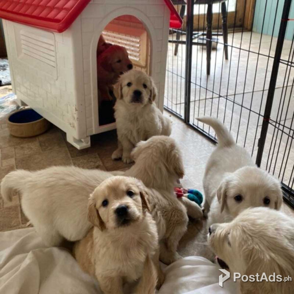 Golden Retriever Puppies