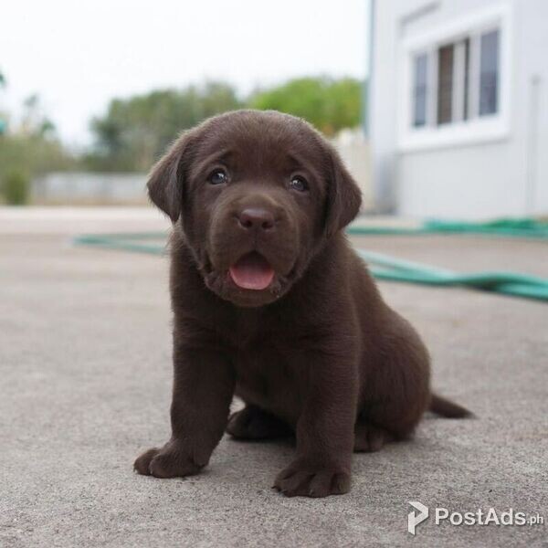Fantastic Labrator puppies 