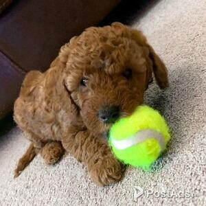 Cute Lovely Toy Cavapoo Puppies for sale | PostAds PH