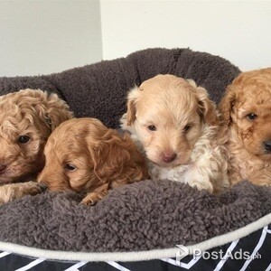 Lovely Toy Cavoodle Puppies for sale | PostAds PH