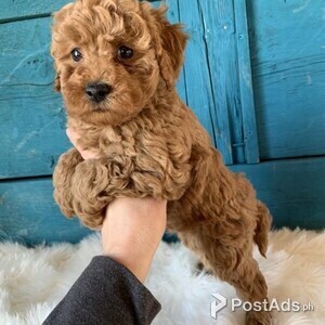 Cockapoo Puppies for Ready for Sale | PostAds PH