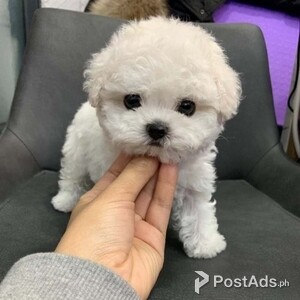 Cute Bichon Frise Puppies ready now for their new and forever homes | PostAds PH