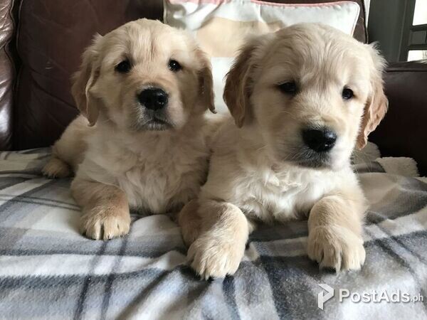 Cute and Healthy Golden Retriever puppies available for Sale