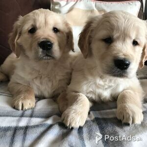 Cute and Healthy Golden Retriever puppies available for Sale | PostAds PH