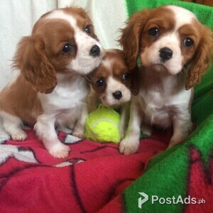 Beautiful Boys And Girls Cavalier King Charles Pups | PostAds PH