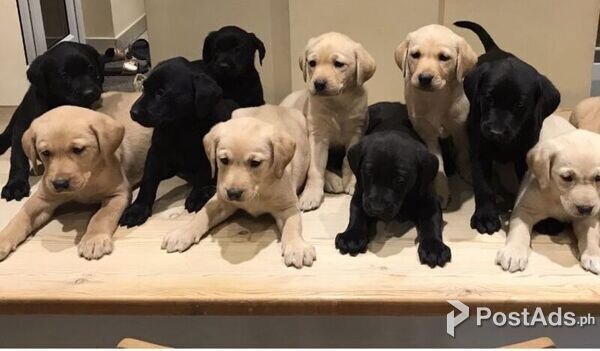 Cute Labrador Puppies For Sale