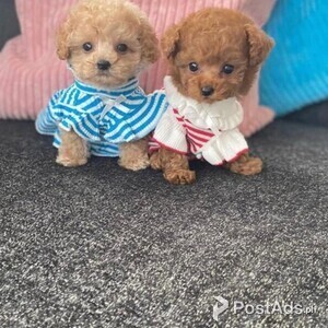 Sweetest Loving Toy Poodle Puppies for Sale | PostAds PH