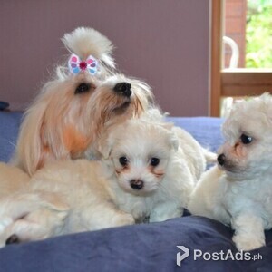 Cute Lovely Maltipoo Puppies for Sale. | PostAds PH