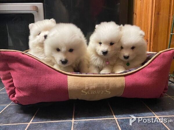 Beautiful Pure Breed Samoyed Puppies For Sale