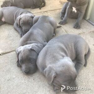 Healthy Cane Corso Puppies for Sale | PostAds PH