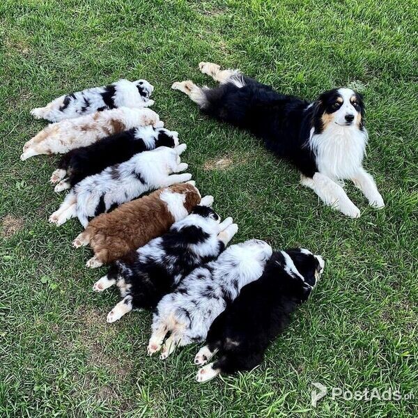 Australian Shepherd Puppies For Sale.