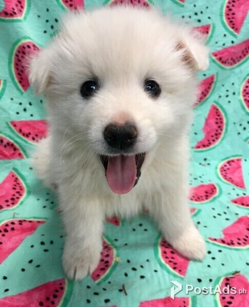 American Eskimo Puppies Available for new home,