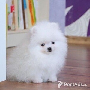 Pomeranian puppies | PostAds PH