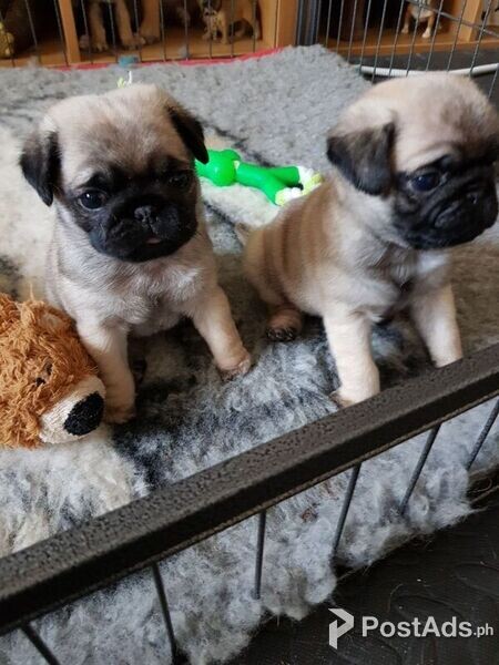 Pure Pug puppies