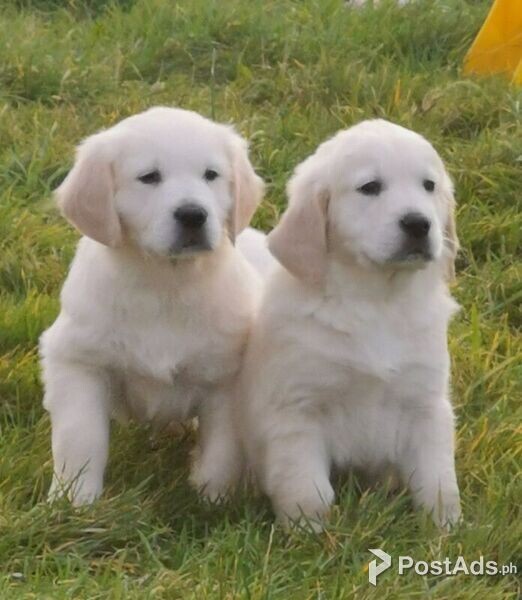 Golden Retriever Puppies Available