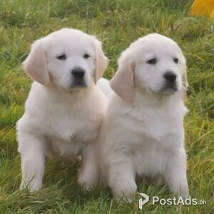 Golden Retriever Puppies Available | PostAds PH