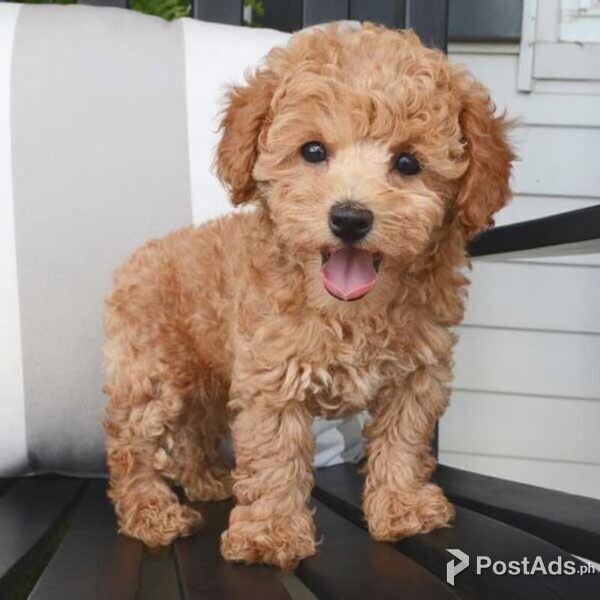 Toy Poodle Puppies For New owners