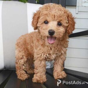 Toy Poodle Puppies For New owners | PostAds PH