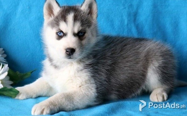 Beautiful Siberian husky puppies