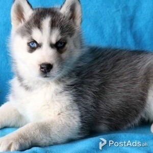 Beautiful Siberian husky puppies | PostAds PH
