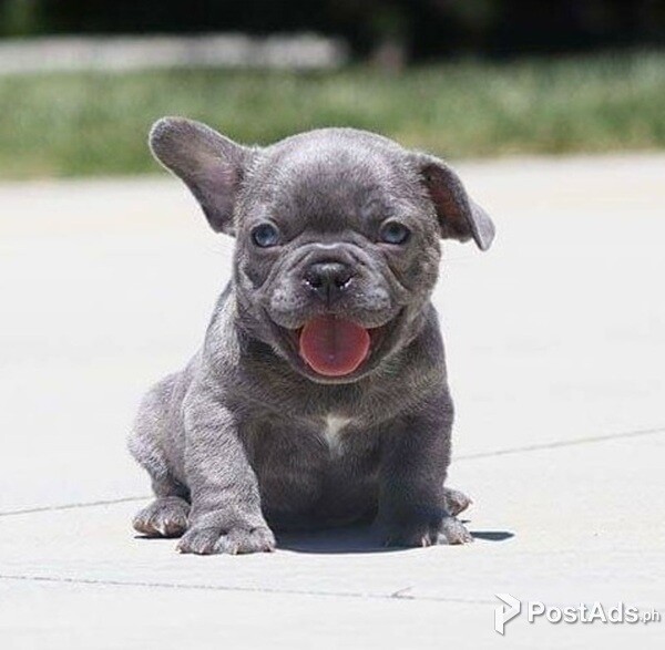 Quality French Bulldog Puppies