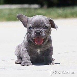 Quality French Bulldog Puppies | PostAds PH