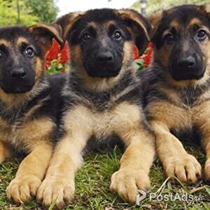 German Shepherd Puppies, Ready NOW! | PostAds PH