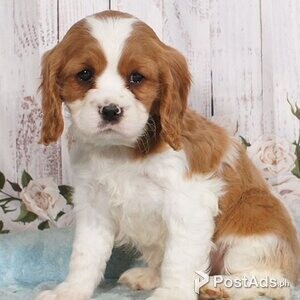 Beautiful cavalier king Charles | PostAds PH