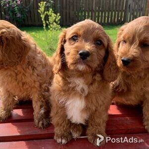 Cavapoo Puppies for new homes | PostAds PH