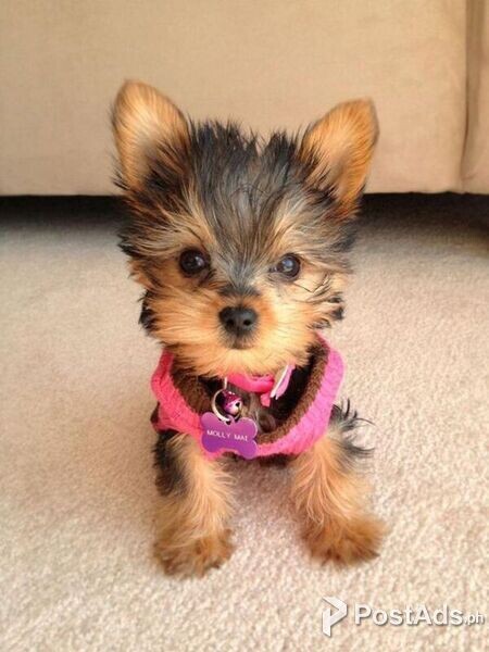 Beautiful Yorkshire Terriers