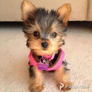 Beautiful Yorkshire Terriers | PostAds PH